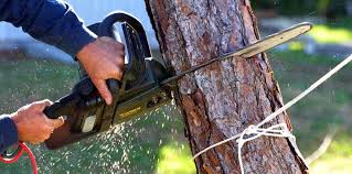 Best Tree Preservation Services  in Middletown, NY